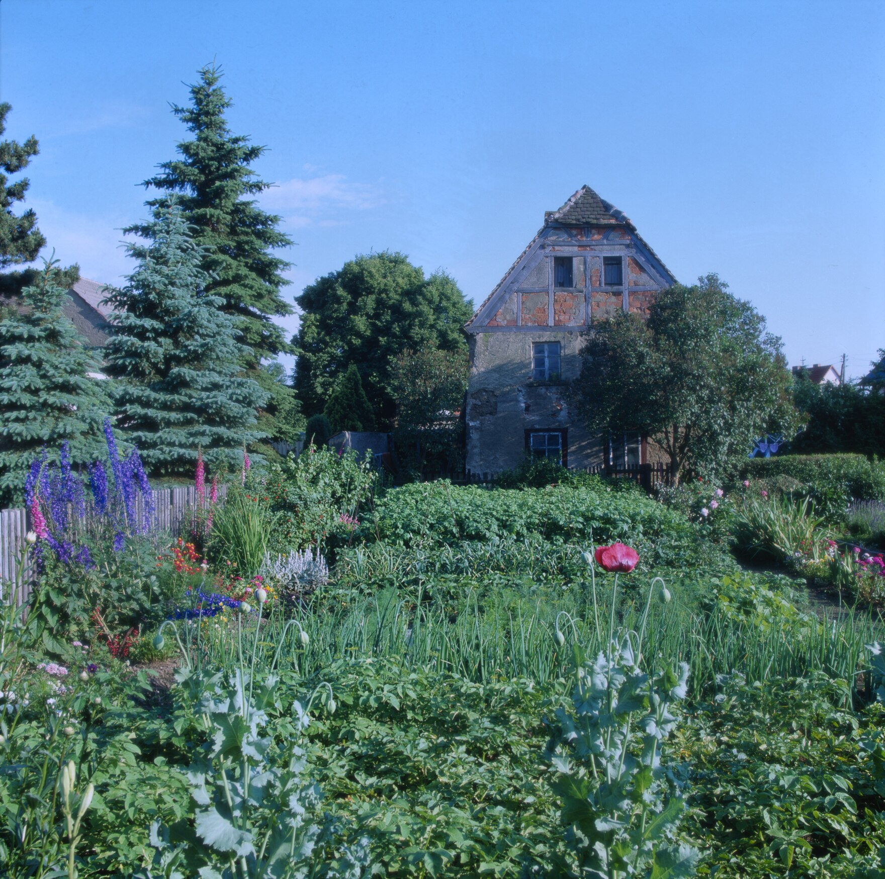 Bild eines Gartens mit vielen Strukturen, wo sich der Zweipunkt-Marienkäfer wohl fühlt.