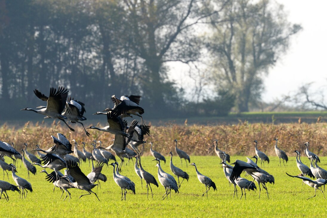 Rastende Kraniche (Grus grus). Zugvögel nutzen im Jahresverlauf unterschiedliche Gefilde und sind deshalb besonders empfindlich für Umweltveränderungen.