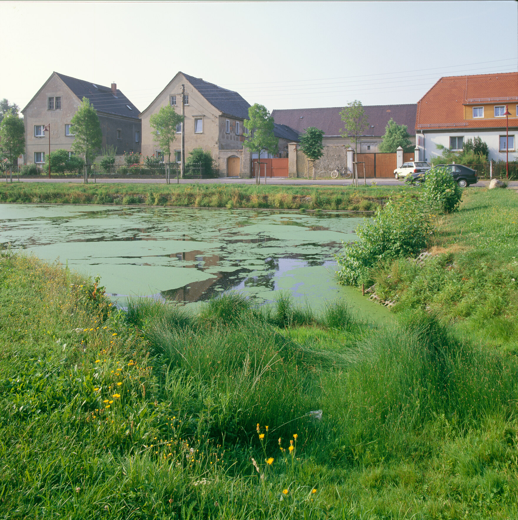 Dorfteich bei Leipzig. Früher waren Dorfanger mit Gänseteich und angrenzender Gänseweide typische Lebensräume.