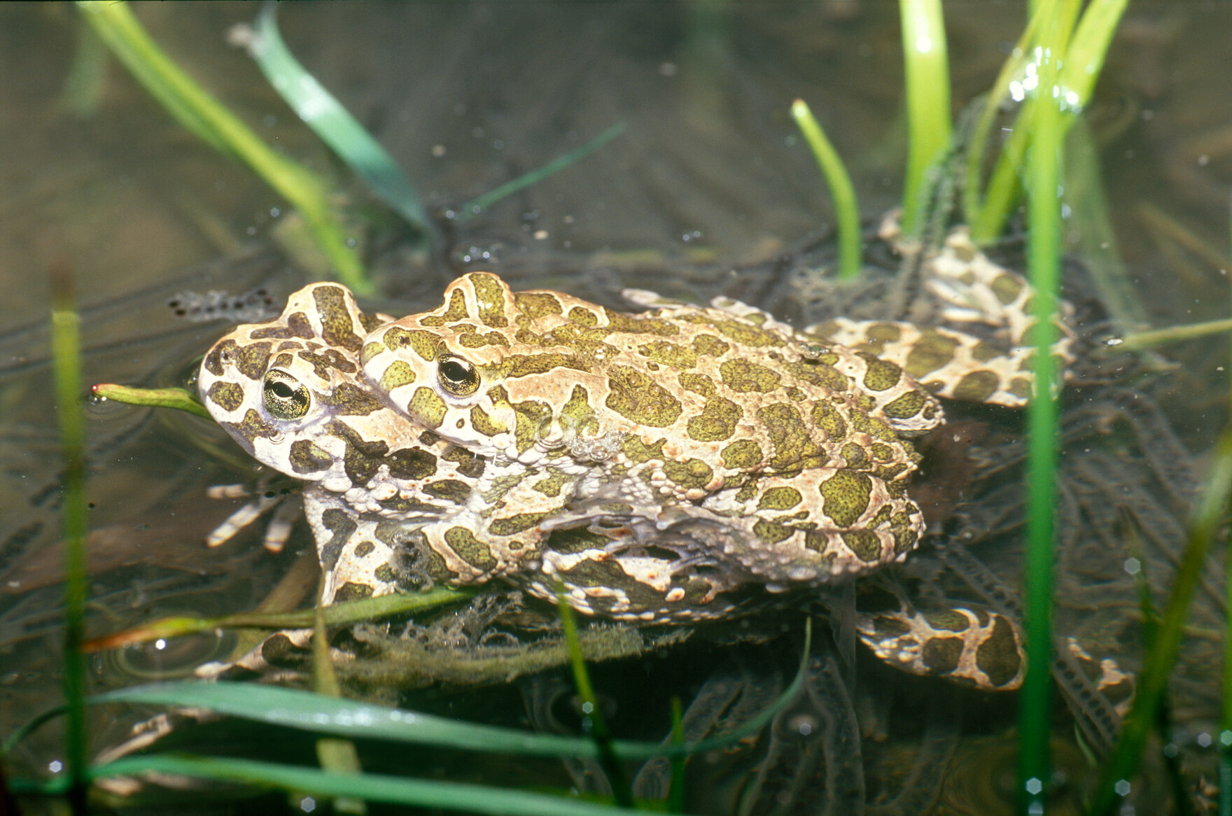 Paarung von Wechselkröten; Männchen oben, Weibchen unten.