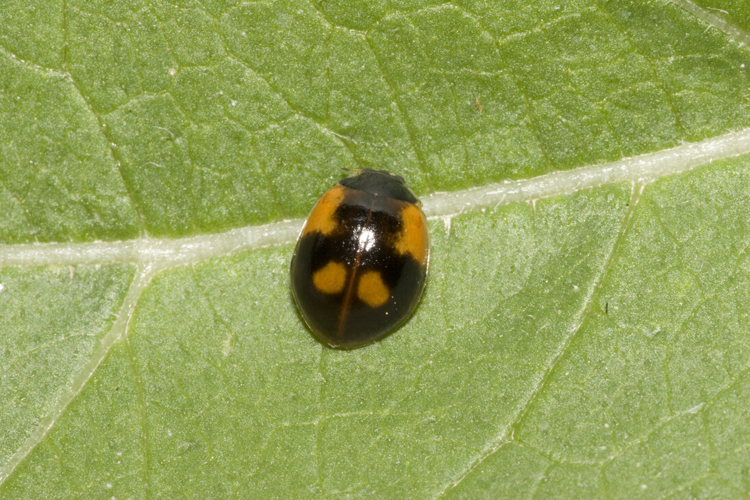 Zweipunkt-Marienkäfer (Adalia bipunctata), schwarze Form