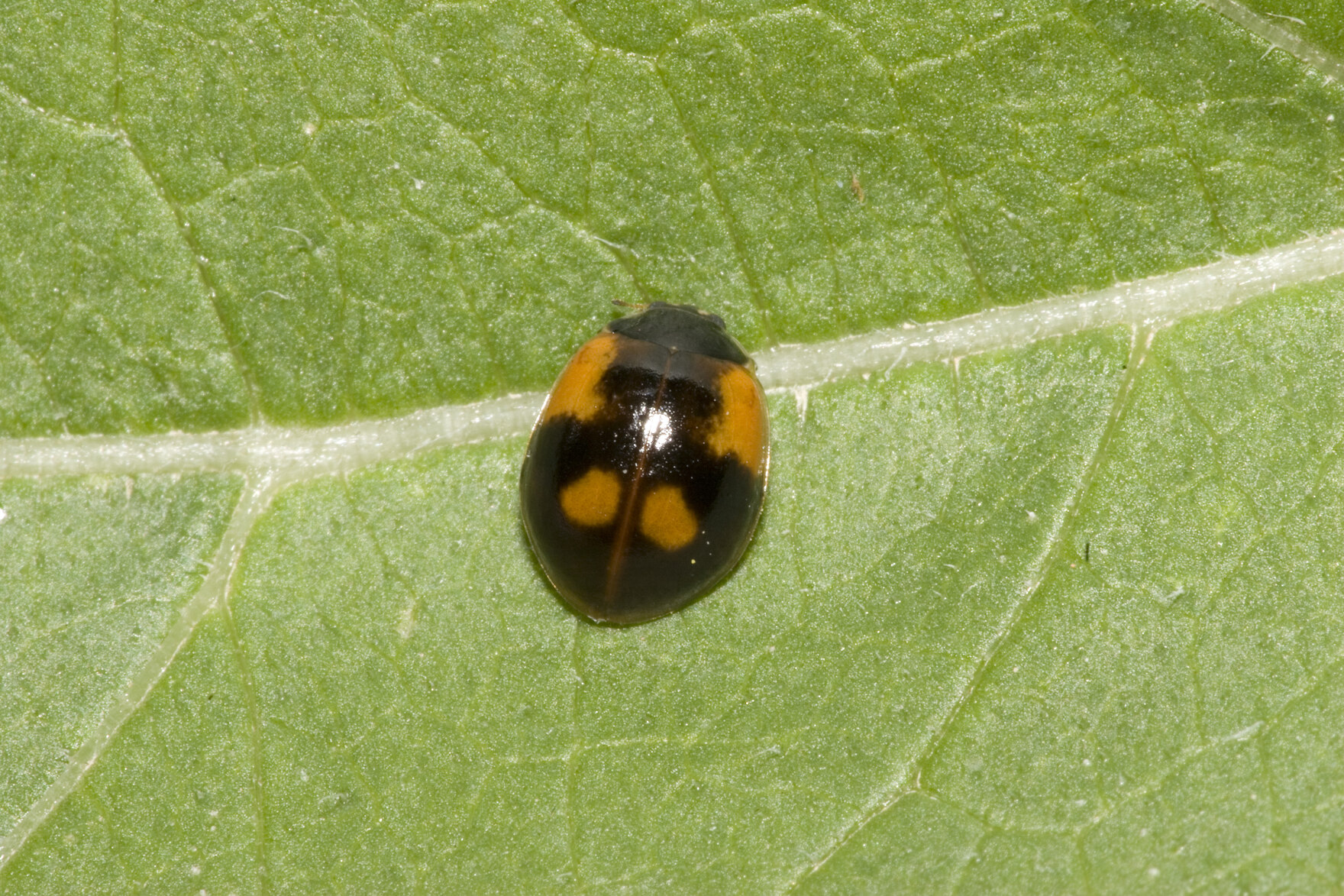 Zweipunkt-Marienkäfer in der schwarzen Form