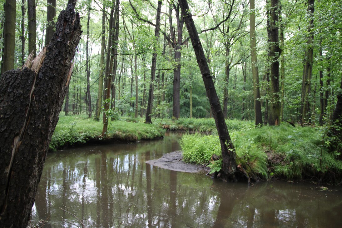 Wald- und Gewässerstrukturen an der Alten Röder im Naturschutzgebiet Röderauwald Zabeltitz