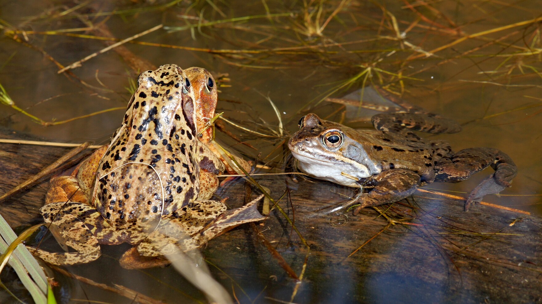 Drei Grasfrösche im flachen Wasser