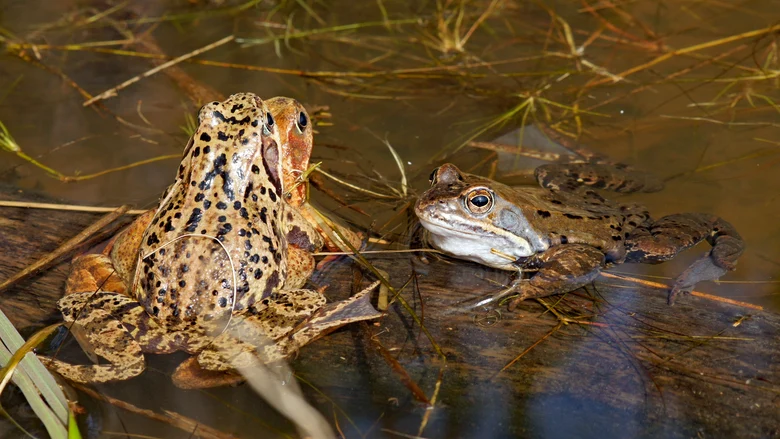 Drei Grasfrösche im flachen Wasser