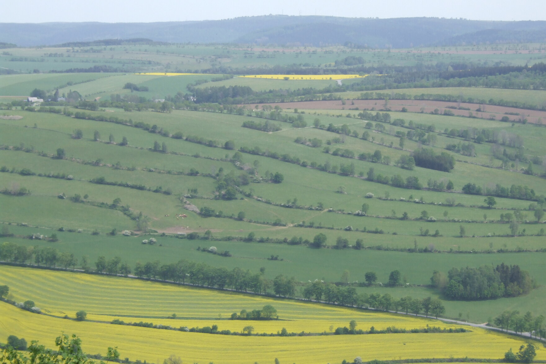 Heckenlandschaft im Erzgebirge (Pöhlberg)