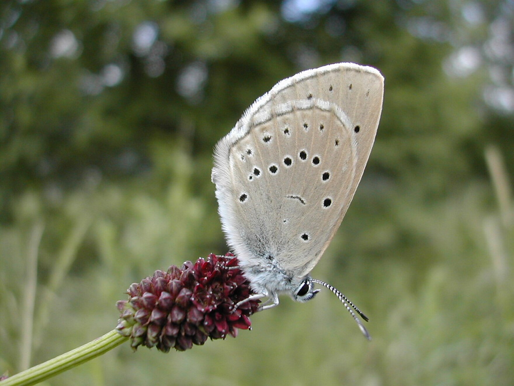 Heller Wiesenknopf-Ameisenbläuling (Foto: H. Voigt)