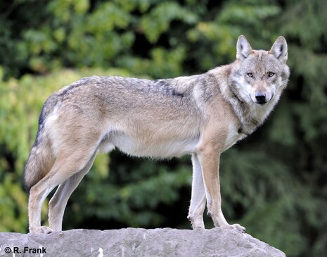 Wolf steht auf einem Felsen im Wald