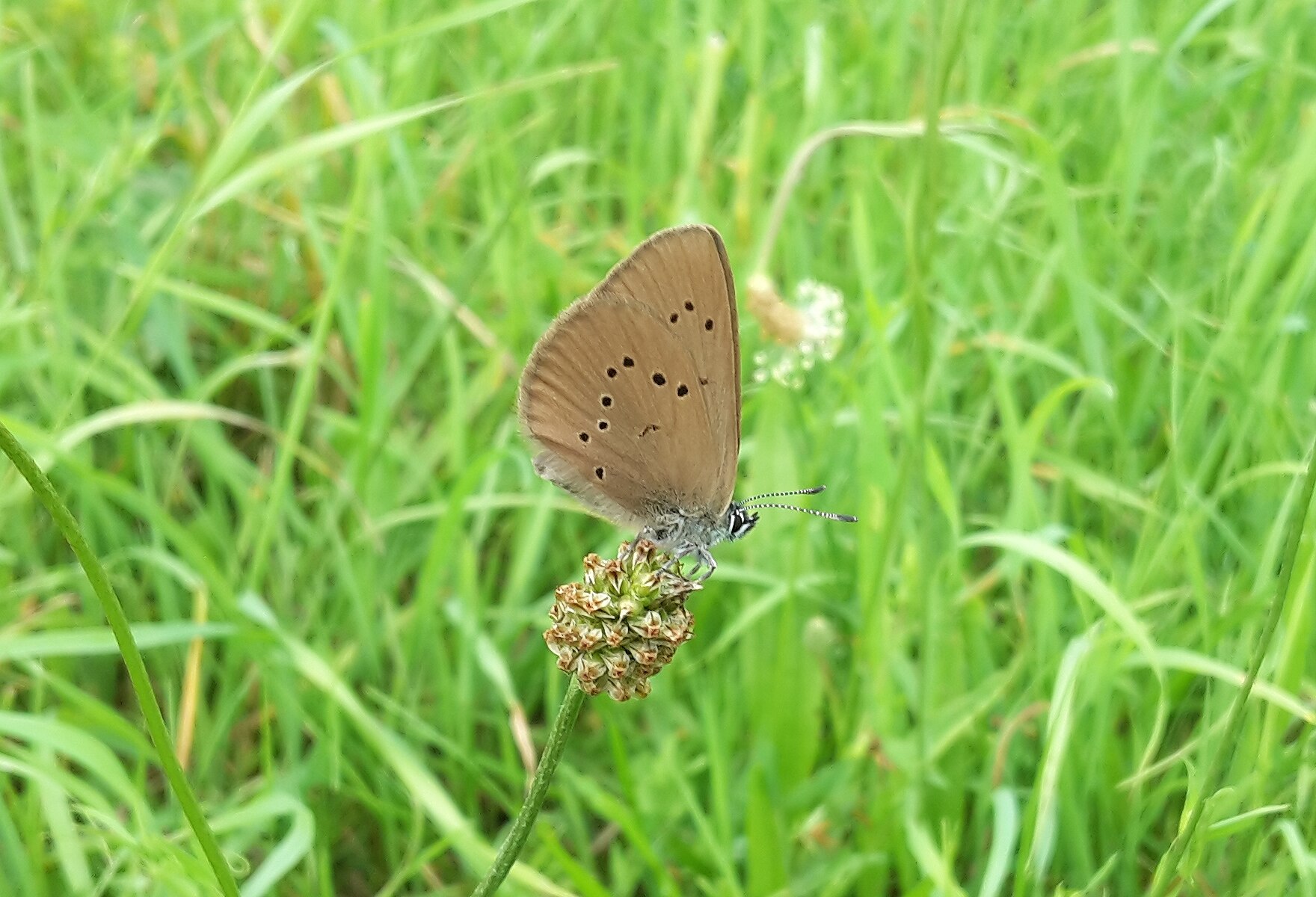 Dunkler Wiesenknopf-Ameisenbläuling (Foto: H. Voigt)