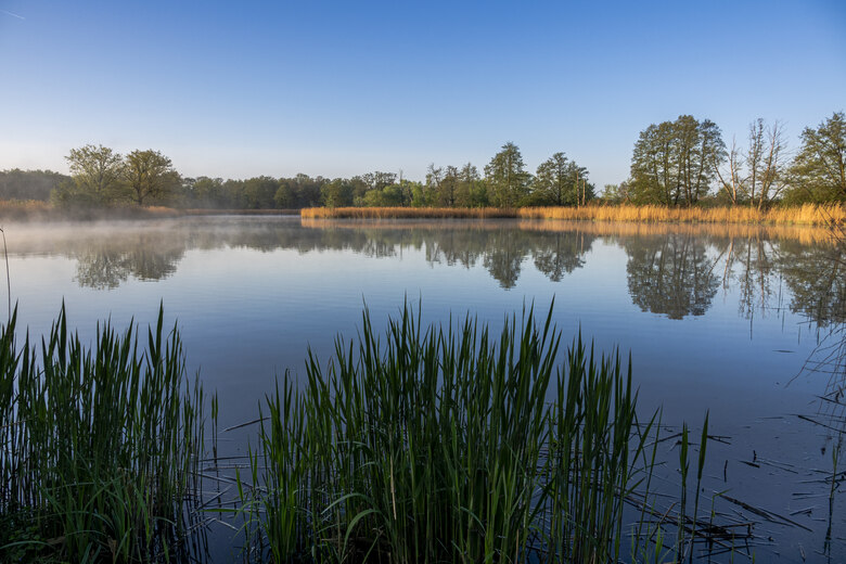 Ruhige Wasserfläche eines Teiches in den frühen Morgenstunden. Im Vordergrund stehen grüne Schilf- und Röhrichtpflanzen am Ufer. Über dem Wasser liegt leichter Bodennebel, der sich stellenweise über die Oberfläche zieht. Am gegenüberliegenden Ufer wachse