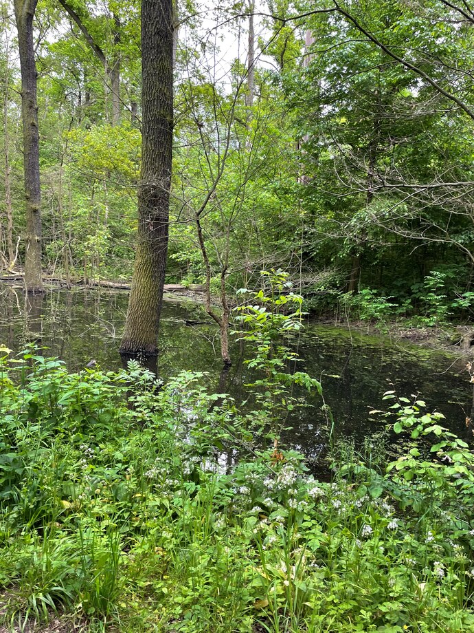 Auwald Leipziger Burgaue Ein naturnaher Auenwald in der Leipziger Burgaue. Zwischen hohen Laubbäumen steht flaches Wasser, das die Baumstämme und die dichte grüne Vegetation widerspiegelt. Im Vordergrund wachsen verschiedene Kraut- und Blühpflanzen am Ufer. Das Bild zeigt die typ