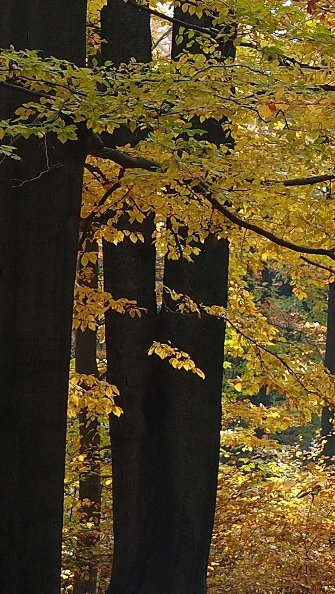 Wald mit herbstlichem Laub