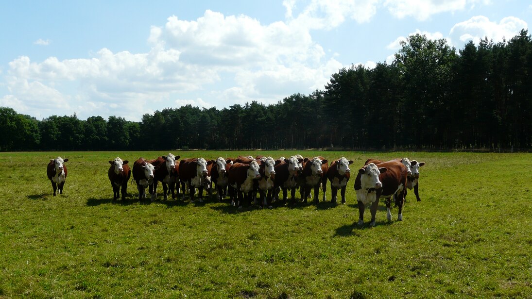 Eine Gruppe von Rindern steht auf der Weide.