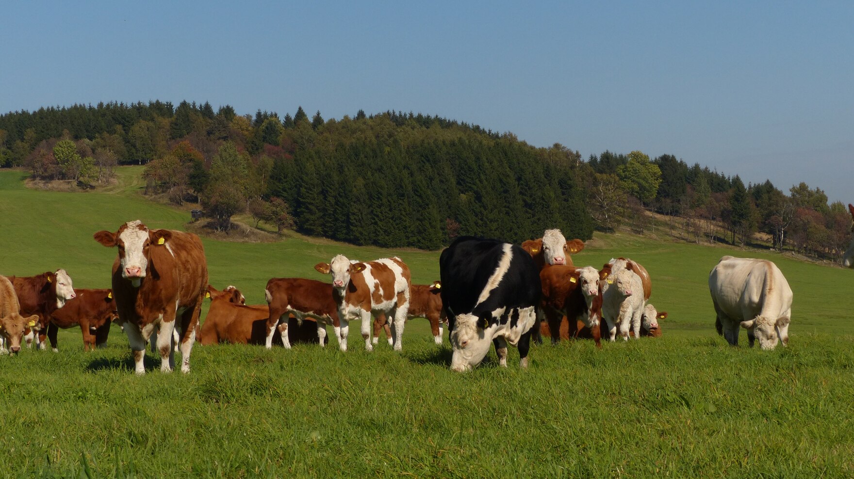 Landschaftspflege durch extensive Rinderbeweidung - Natur und ...