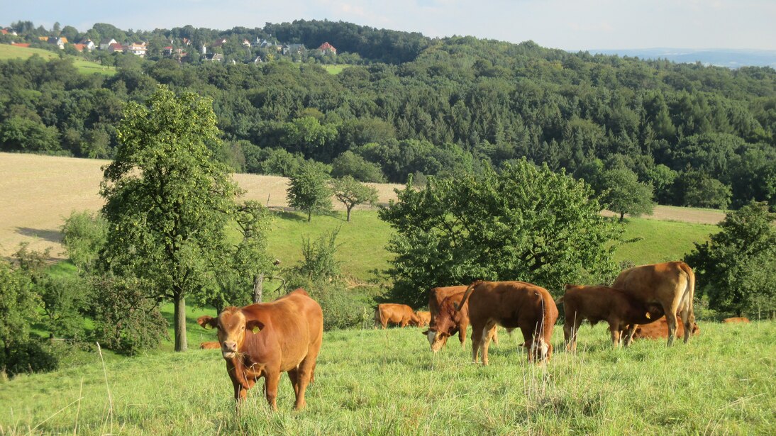 Ein paar Rinder grasen in einer hügeligen Landschaft, im Hintergrund ist ein Dorf zu sehen.