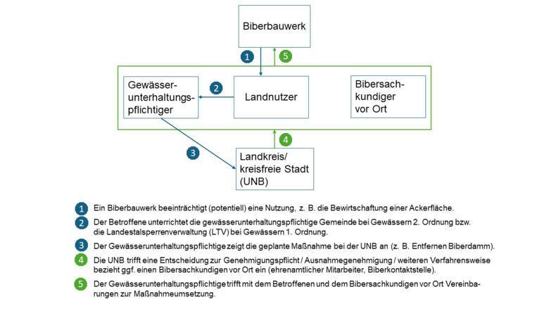 In dieser Abbildung ist dargestellt, wie der Ablauf bei festgestellten Beeinträchtigungen durch Biberbauwerke ist