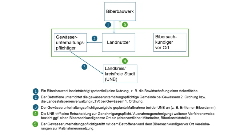 In dieser Abbildung ist dargestellt, wie der Ablauf bei festgestellten Beeinträchtigungen durch Biberbauwerke ist