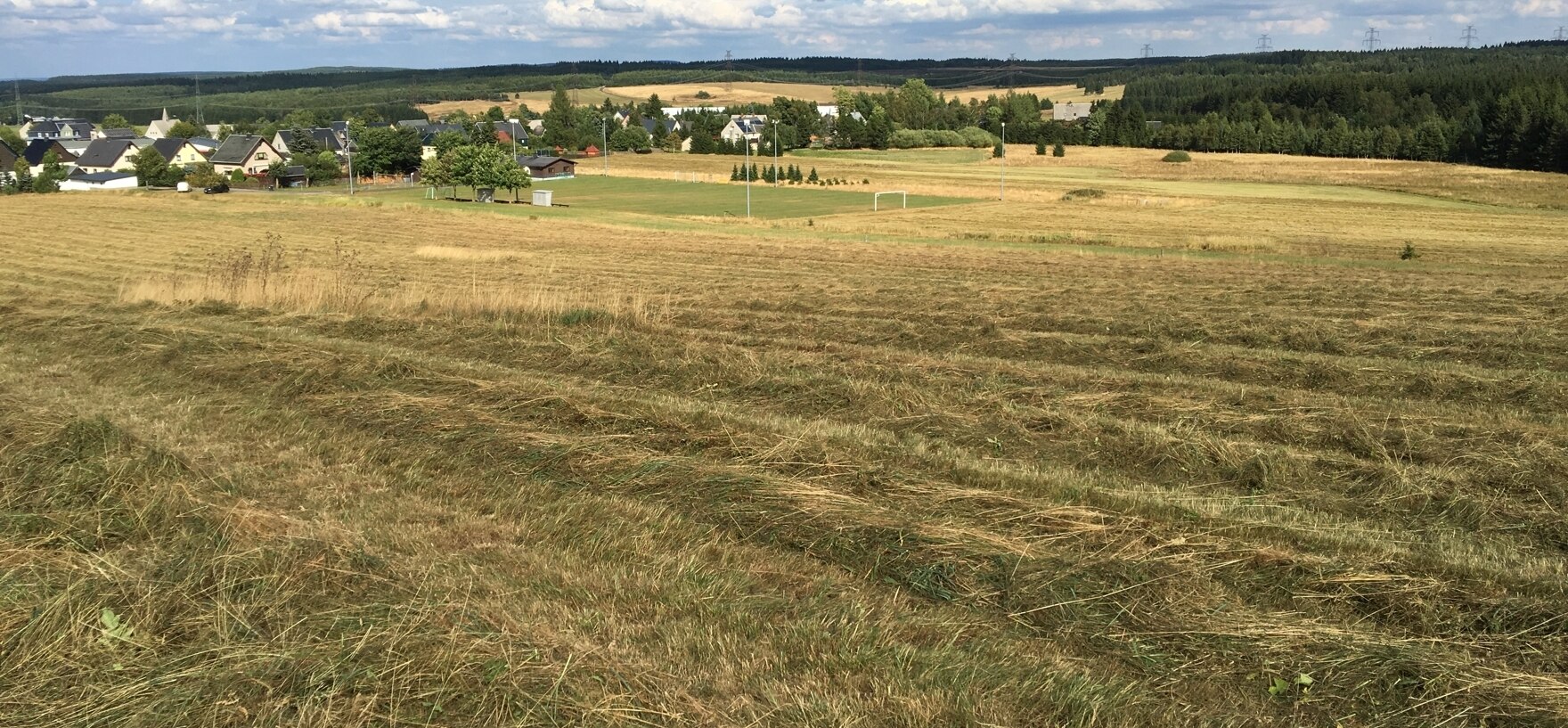Auf einer Grünlandfläche mit später Mahd stehengebliebene Altgrasinseln in Satzung, Marienberg am 14.08.2018 (Foto: C. Scheinpflug)