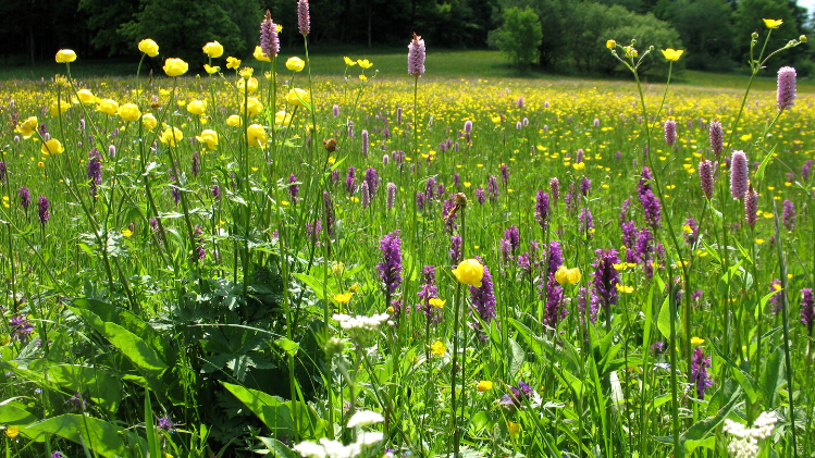 Bluehaspekt auf Geising Bergwiesen, Trollblume, Knabenkraut