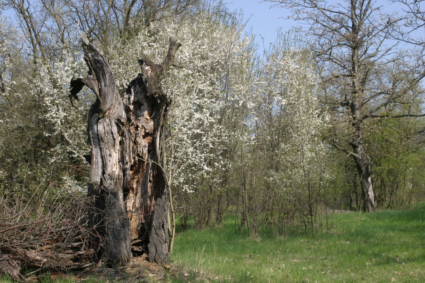 Totholz (Foto: Archiv Naturschutz LfULG, S. Teufert)