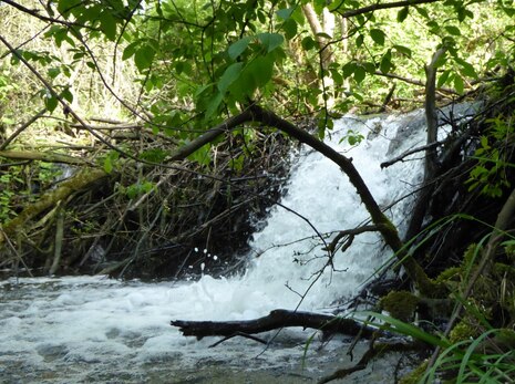 Bild zeigt einen Biberdamm mit Wasserdurchbruch