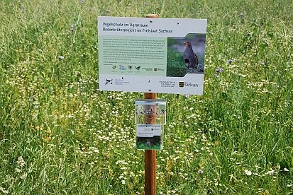 Blütenstreifen Nischwitz