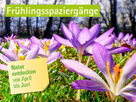 Krokusse auf einer Wiese, mit Schriftzug: »Frühlingsspaziergänge – Natur entdecken von April bis Juni«