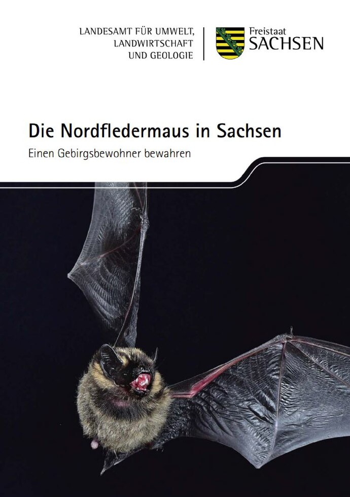 Titelblatt des Faltblatts zur Nordfledermaus