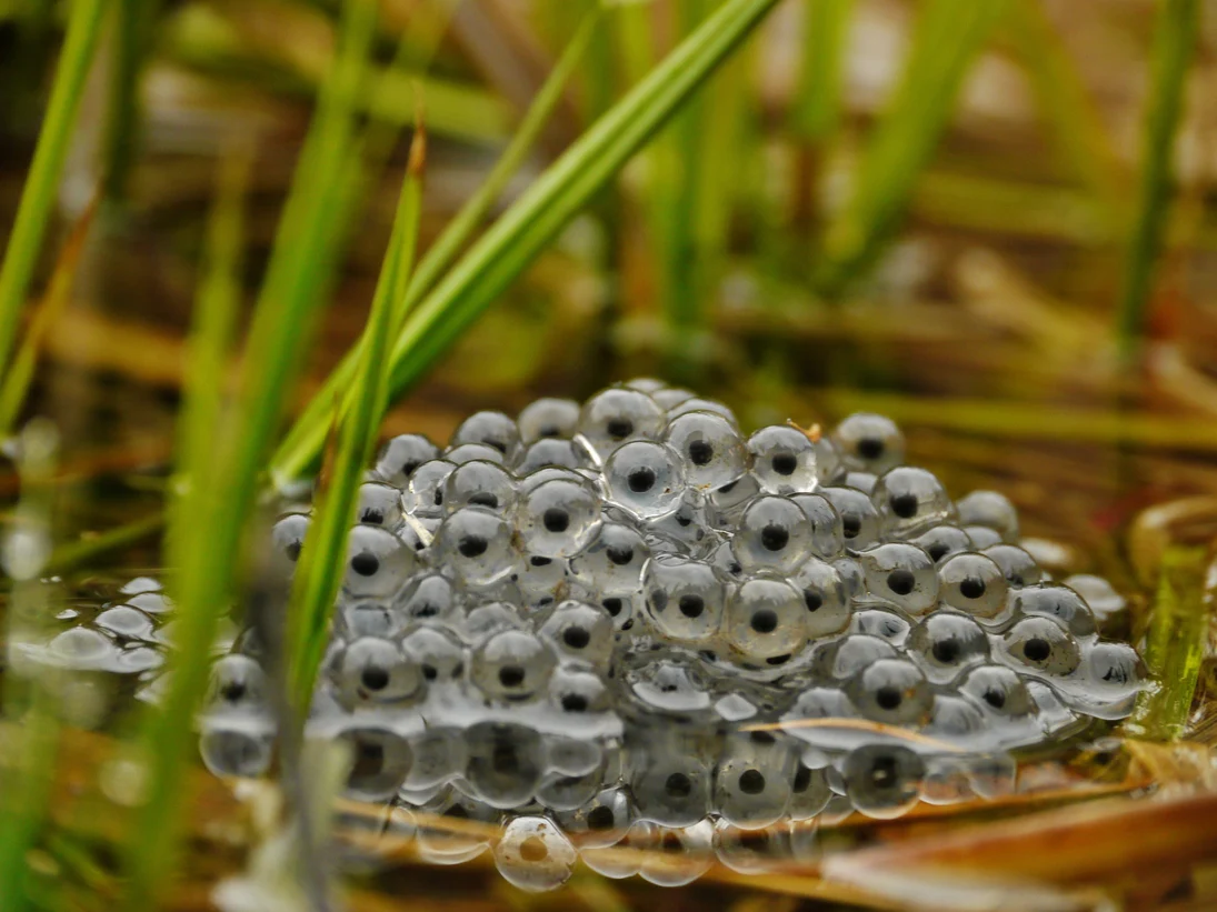Das Foto zeigt einen einzelnen Grasfroschlaichballen im Flachwasser.