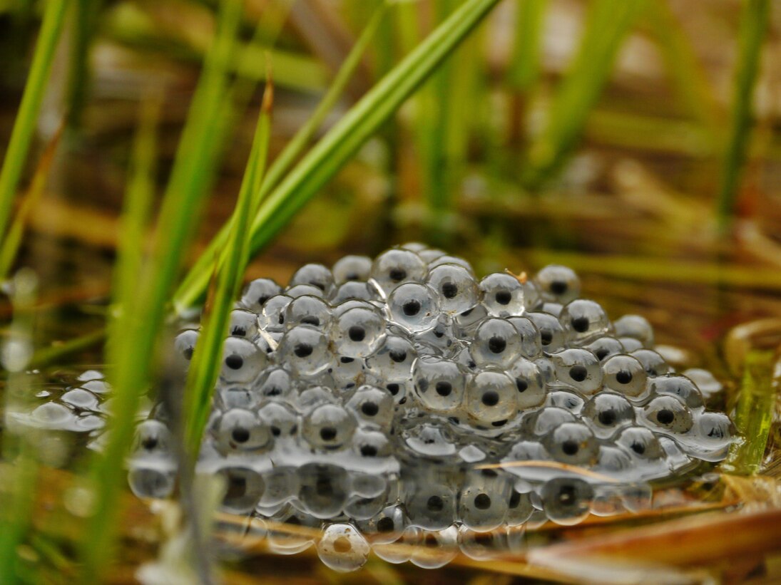 Das Foto zeigt einen einzelnen Grasfroschlaichballen im Flachwasser.