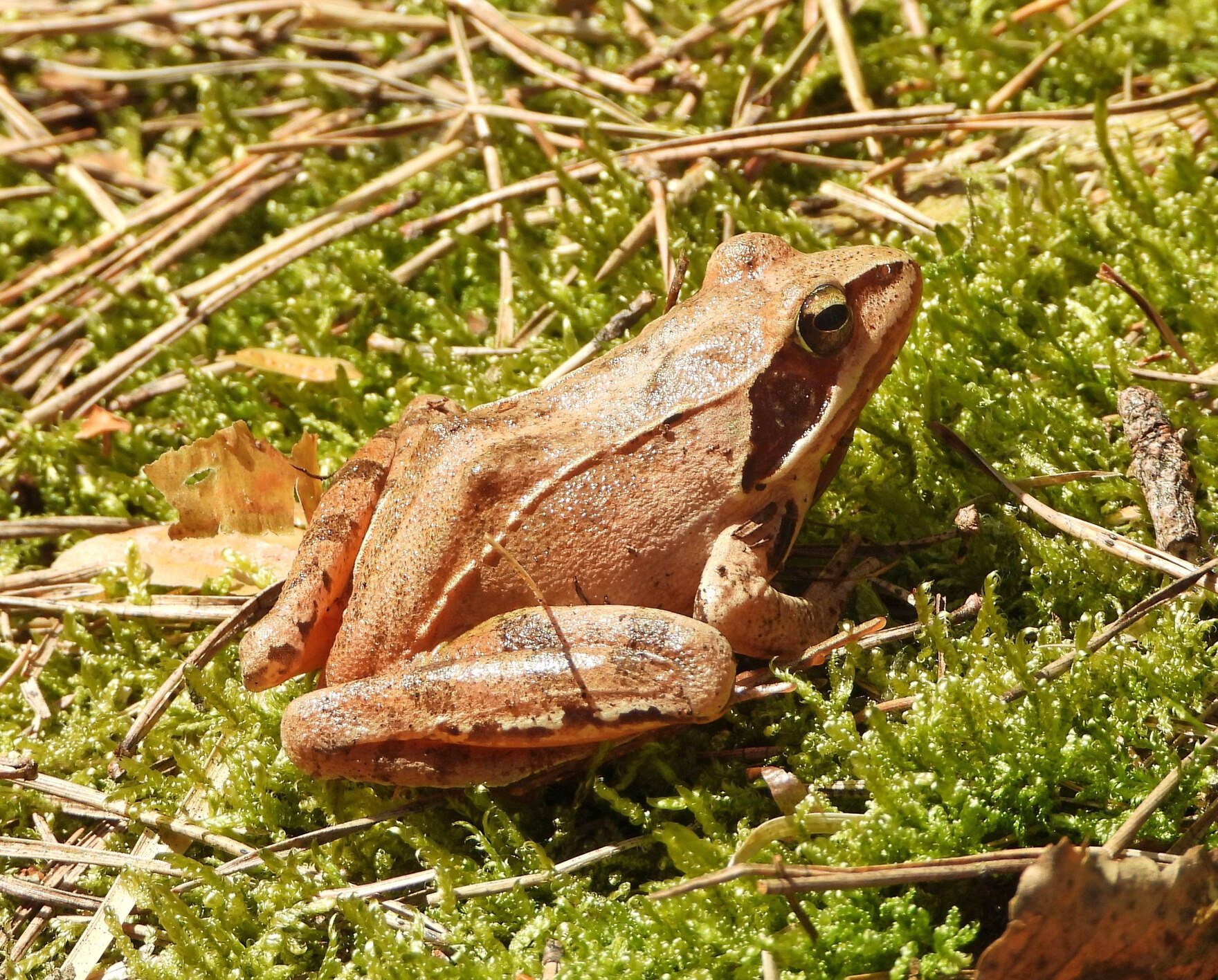 Das Foto zeigt einen Springfrosch im Landlebensraum
