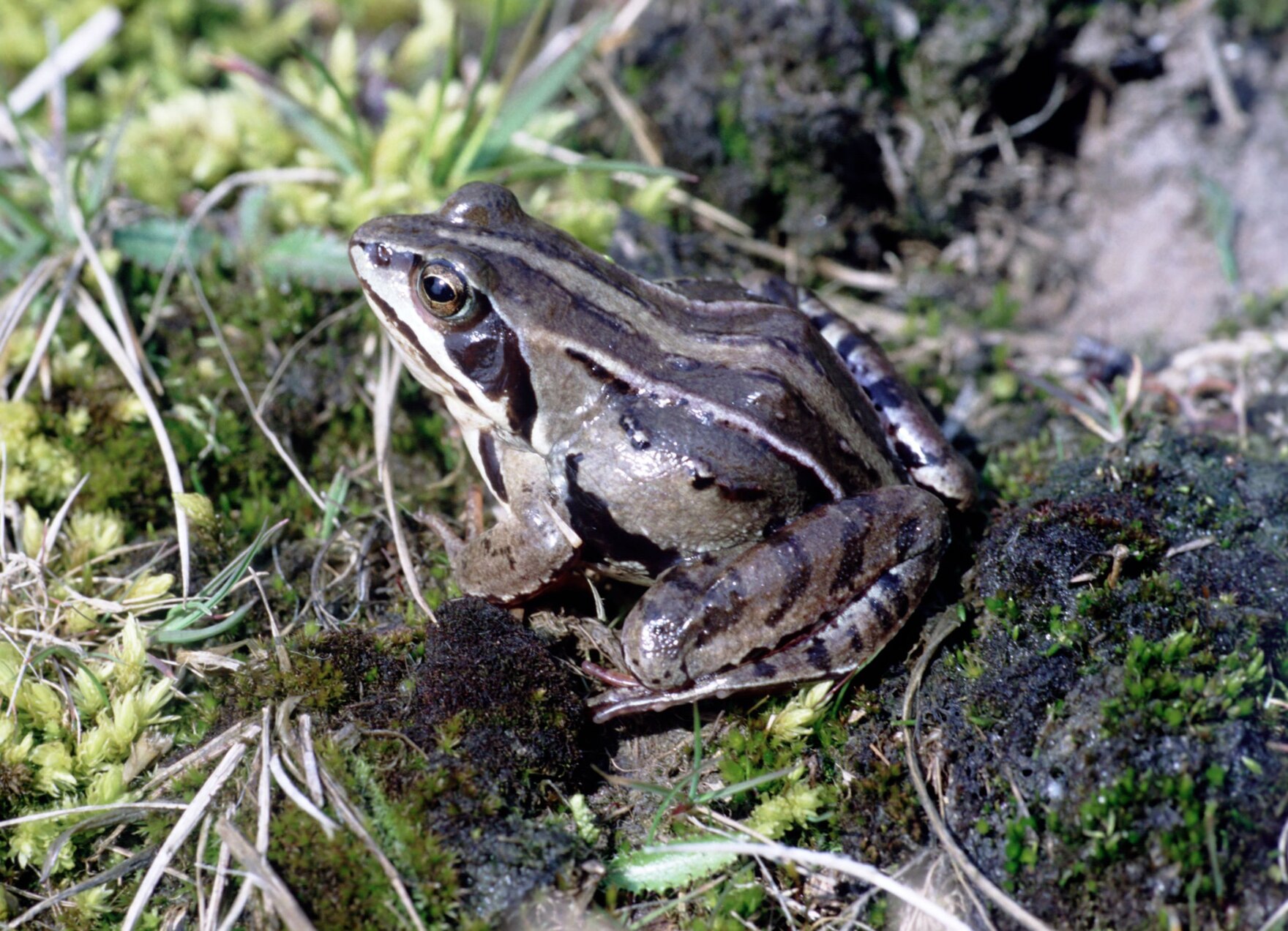 Das Foto zeigt einen Moorfrosch im Landlebensraum