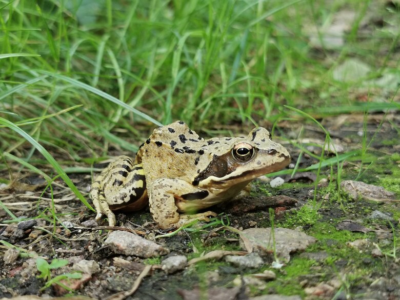 Das Foto zeigt einen Grasfrosch im Landlebensraum