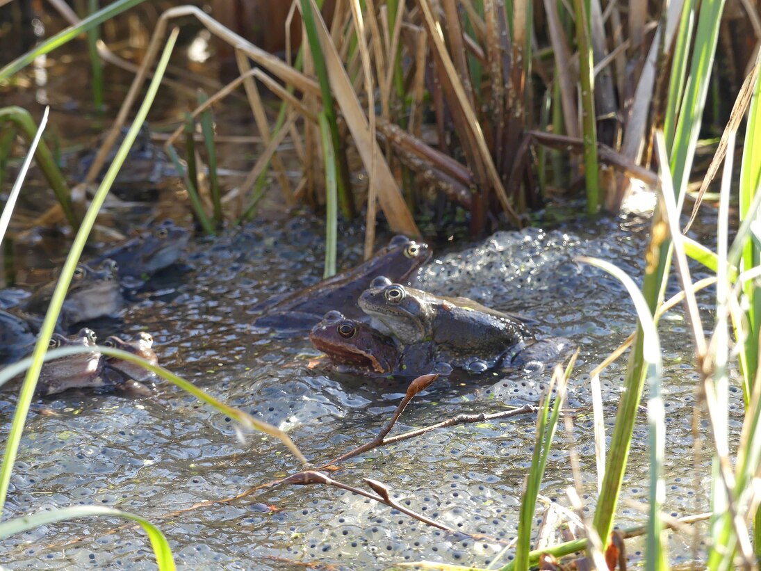 Das Foto zeigt Grasfrösche bei der Paarung im Uferbereich. Die Laichballen liegen dicht gedrängt nebeneinander und bilden einen Teppich