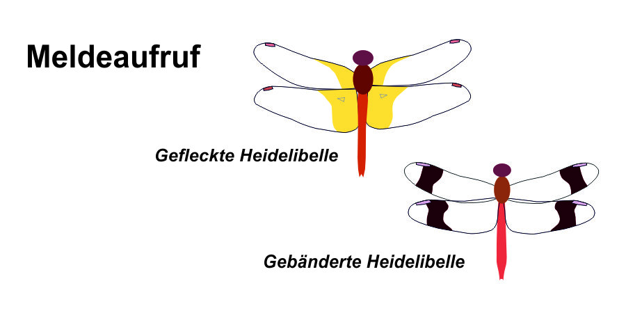 Gefleckte und Gebänderte Heidelibelle