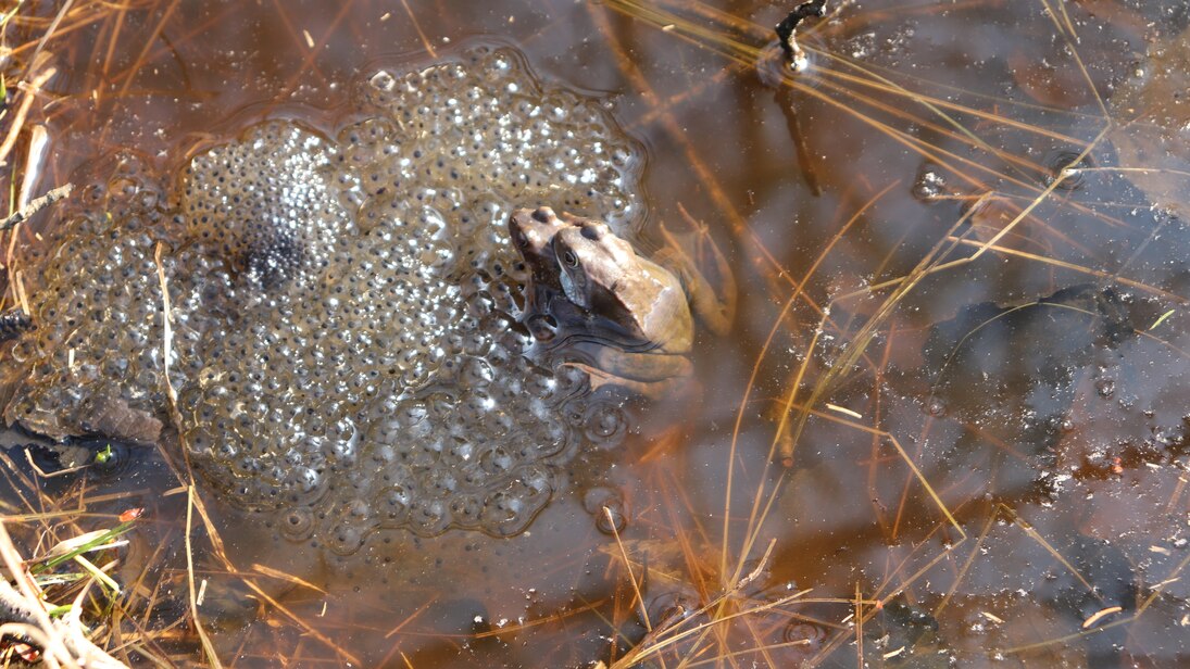 Das Foto zeigt ein Grasfroschpaar auf mindestens fünf Laichballen unterschiedlichen Alters