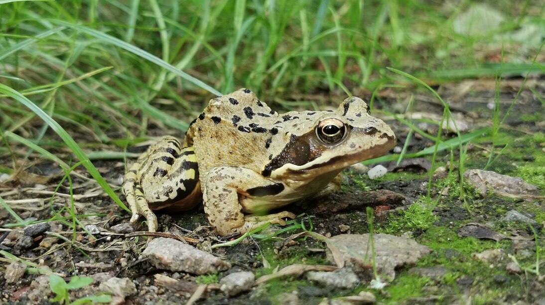 Das Foto zeigt einen Grasfrosch im Landlebensraum