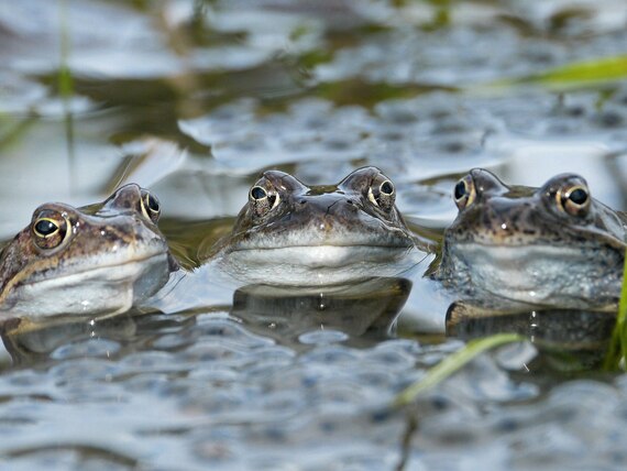 Das Foto zeigt drei Grasfrösche in einem Laichgewässer.