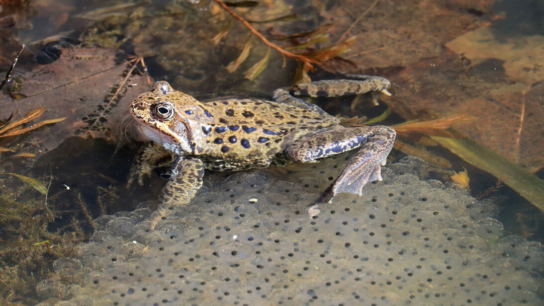 Das Foto zeigt einen Grasfrosch neben Laich.