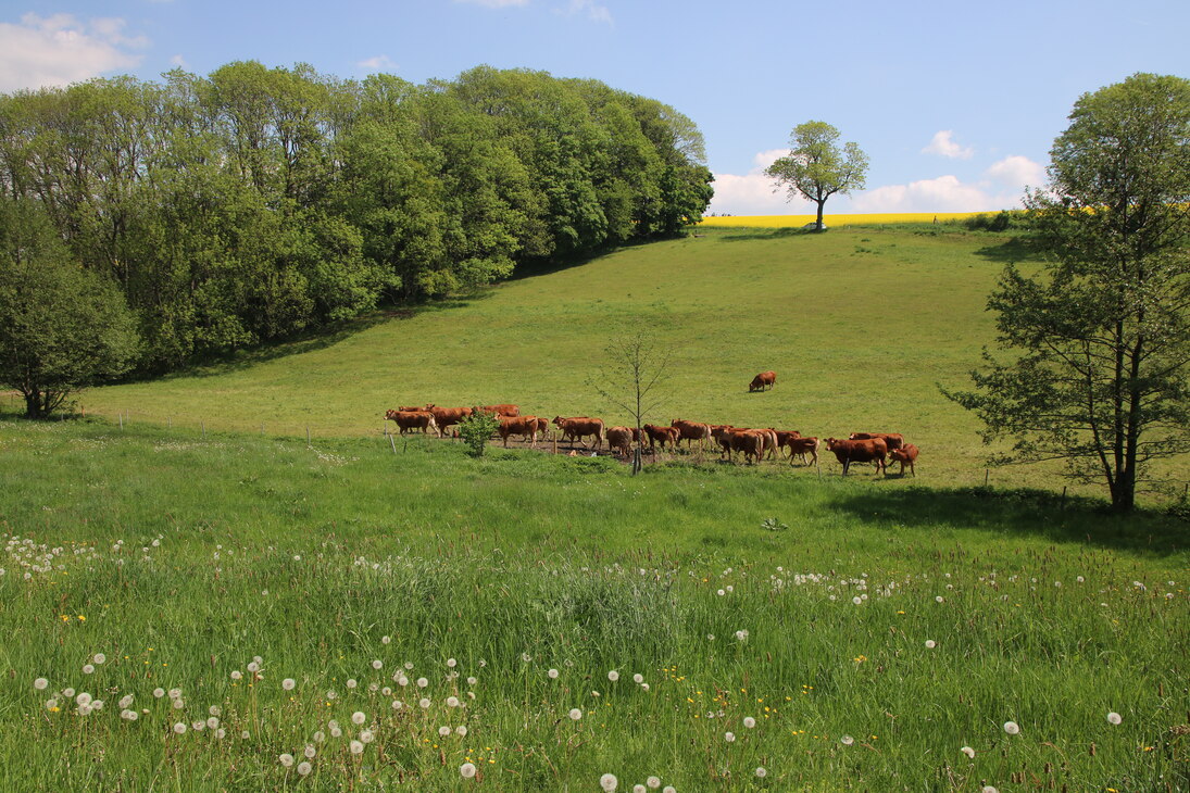 Foto von der Mutterkuhherde auf einer Wiese zwischen Bäumen und Hügeln.