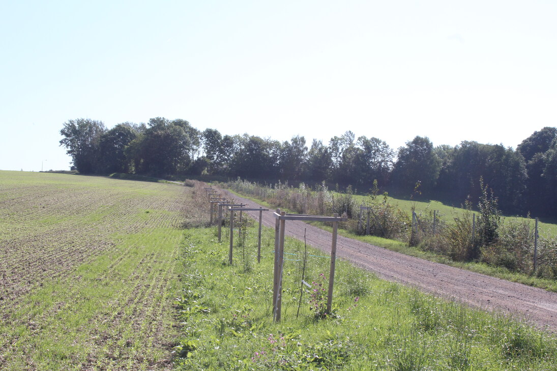 Zwischen einem Feld und einem Feldweg sind neu angepflanzte Bäume zu sehen.