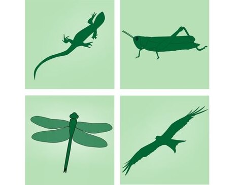 Vier symobolisch dargestellte Arten