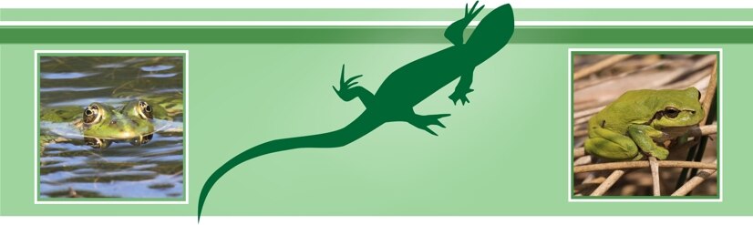Eingangsbild mit Grünfrosch, Zauneidechse und Laubfrosch