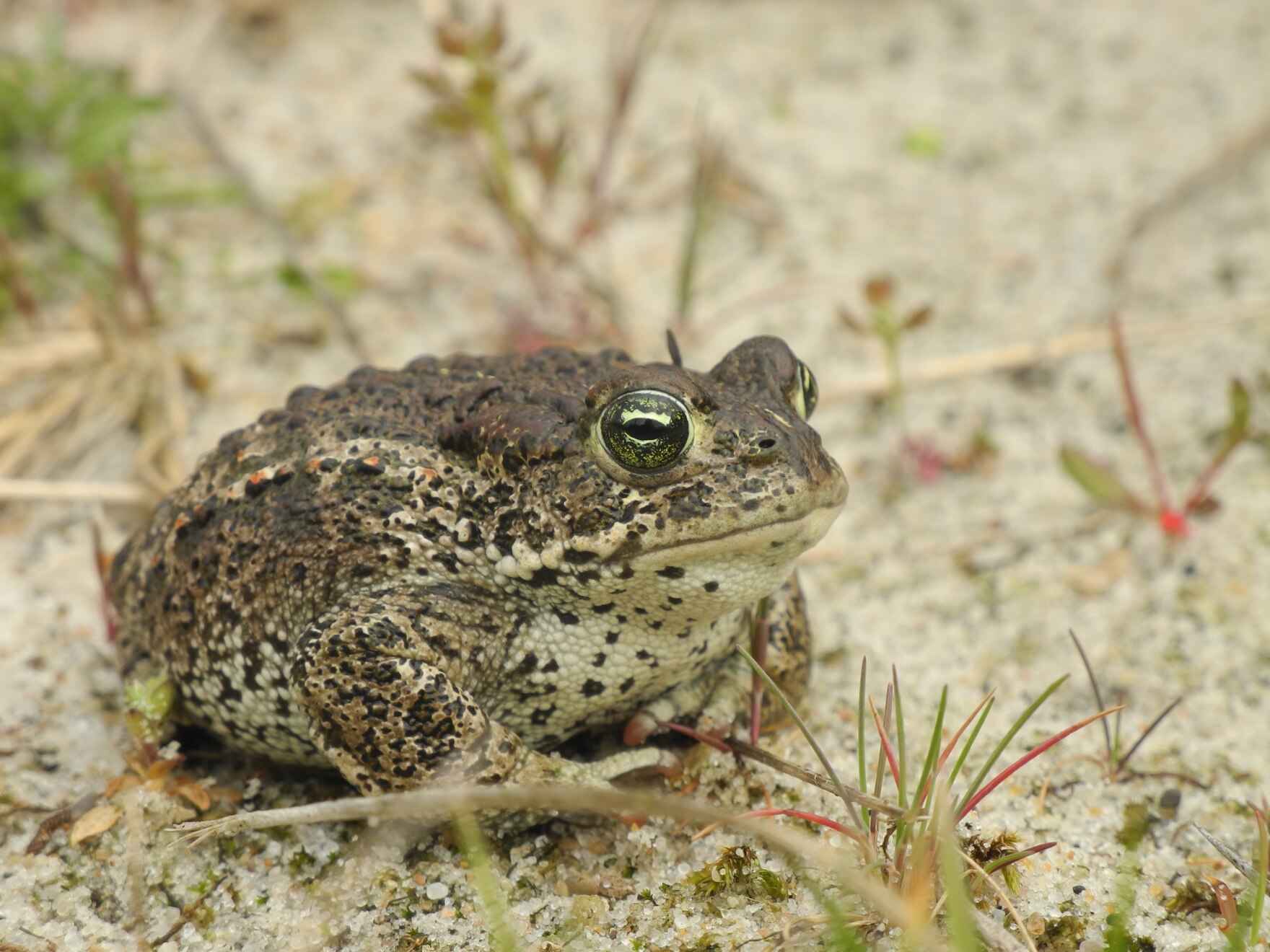 Kreuzkröte im Landlebensraum (Foto: Christian Koppitz).