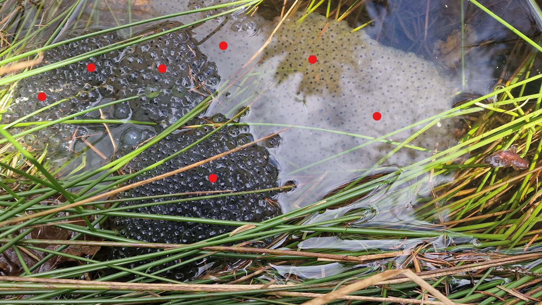 Das Foto zeigt sieben Laichballen des Grasfroschs. Jeder Laichballen ist mit einem roten Punkt markiert.