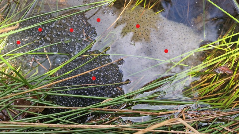 Das Foto zeigt sieben Laichballen des Grasfroschs. Jeder Laichballen ist mit einem roten Punkt markiert.