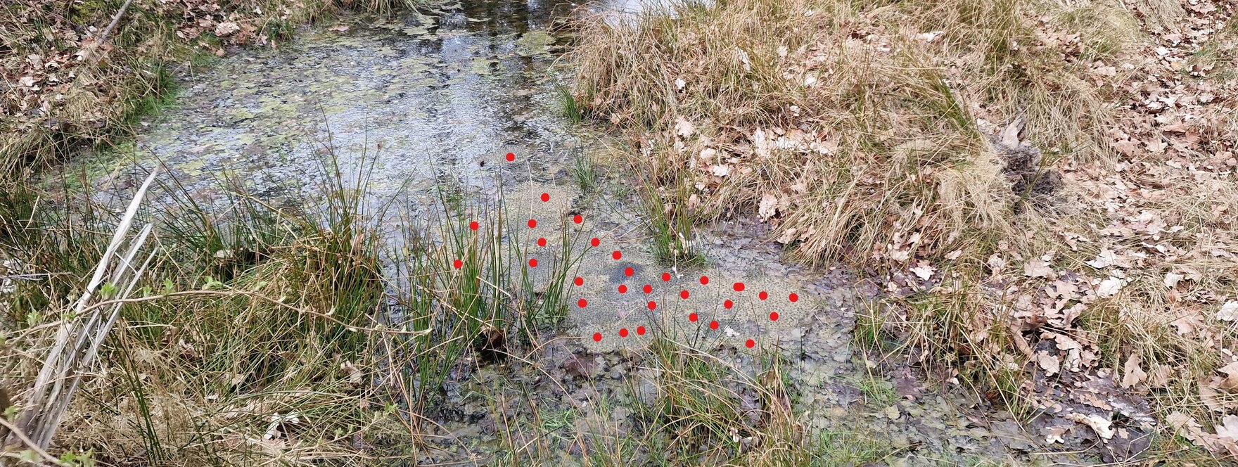 Das Foto zeigt ca. 30 Laichballen des Grasfroschs im Uferbereich. Die einzelnen Laichballen wurden zur besseren Orientierung auf dem Foto mit roten Punkten markiert.