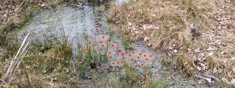 Das Foto zeigt ca. 30 Laichballen des Grasfroschs im Uferbereich. Die einzelnen Laichballen wurden zur besseren Orientierung auf dem Foto mit roten Punkten markiert.