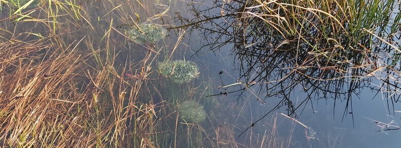 Springfrosch-Laichballen sind immer vereinzelt im gesamten Gewässer zu finden. Frische Laichballen befinden sich unter Wasser (in der Mitte am unteren Bildrand), ältere an der Wasseroberfläche
