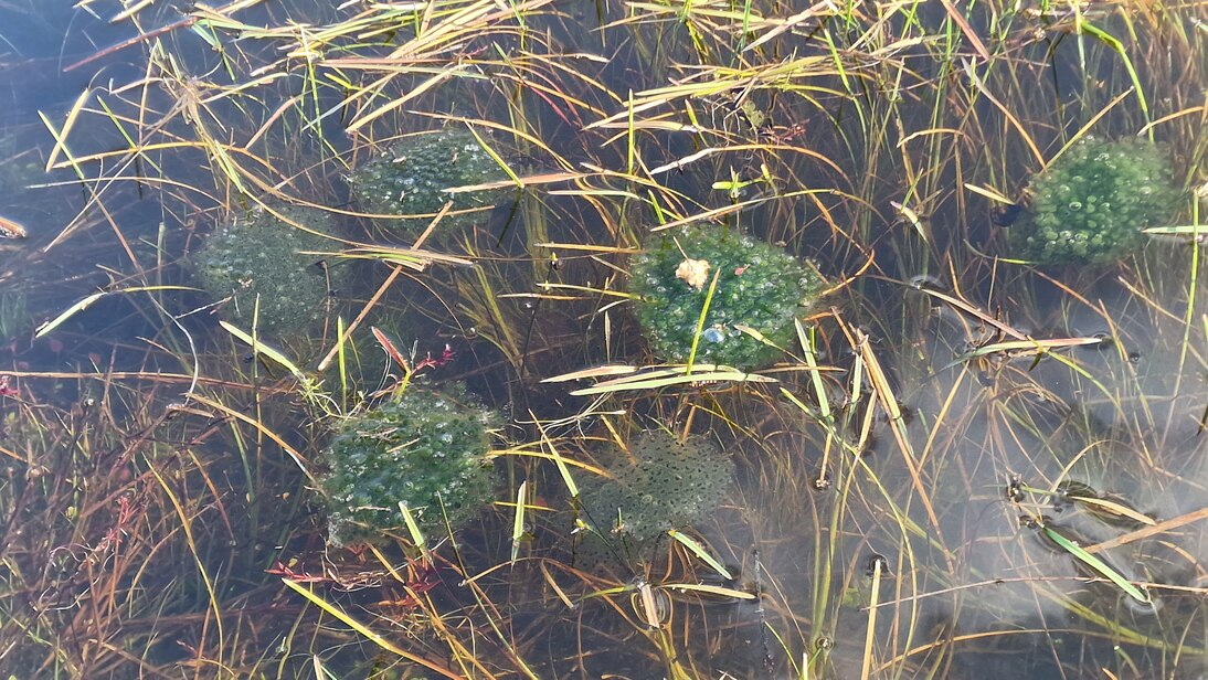 Das Foto zeigt Laichballen des Springfroschs.